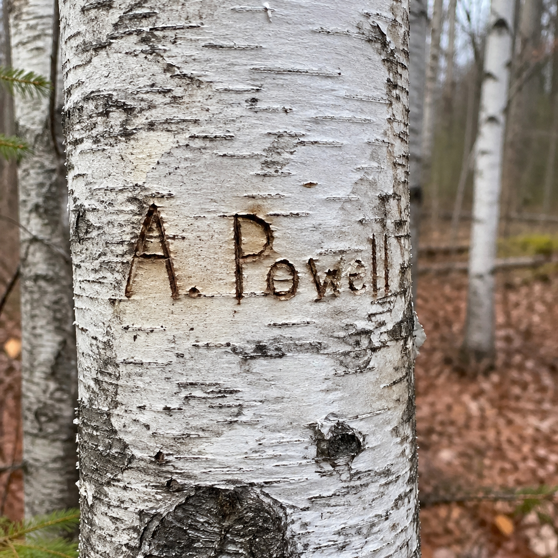 birch tree with the name A. Powell carved into it